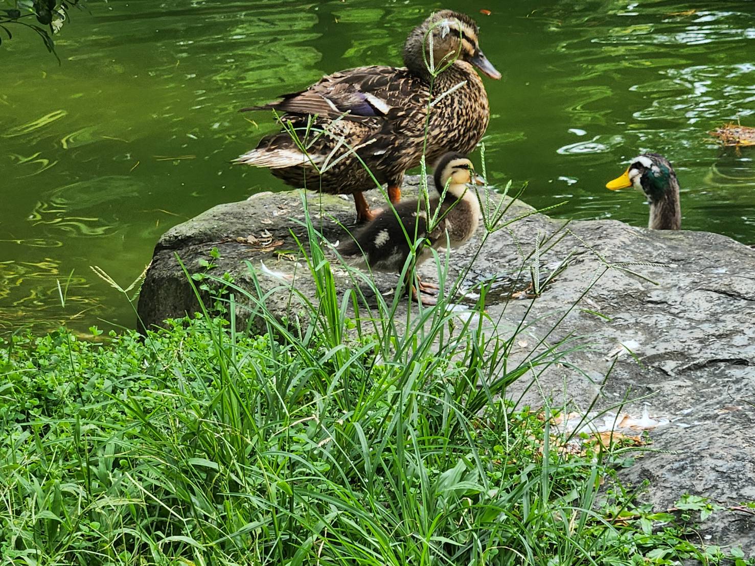 偽出國首選！2026日月潭布查德Villa周年慶$1999一泊二食＋下午茶｜每日限量2間