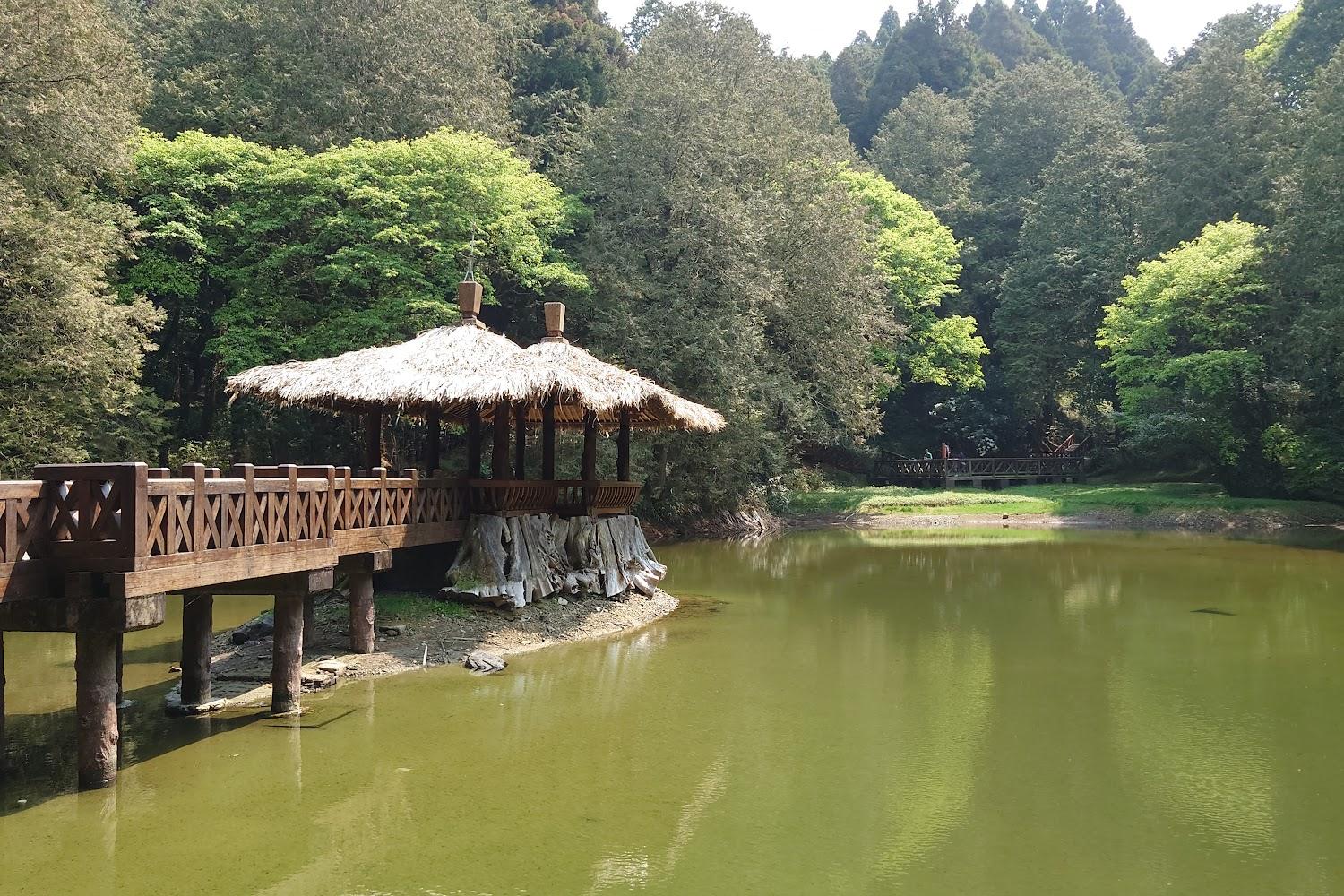 【2026 嘉義旅遊】阿里山鄉深度攻略：走進雲端上的森林鐵道、五奇美景與鄒族部落