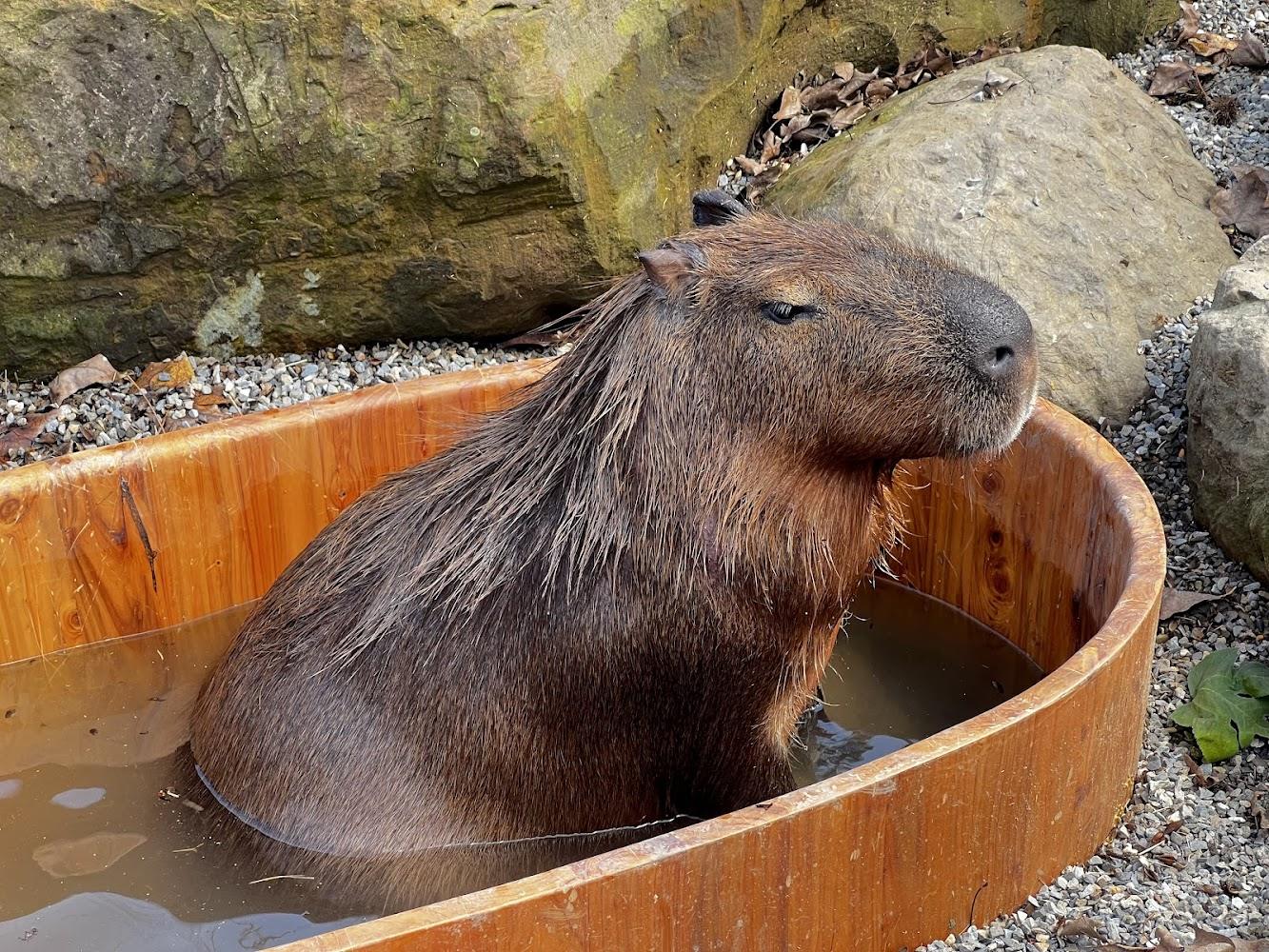 2026南投鹿谷秘境｜鹿芝谷生態景觀園區：免爬山的森林系療癒步道，親子必訪萌寵互動樂園