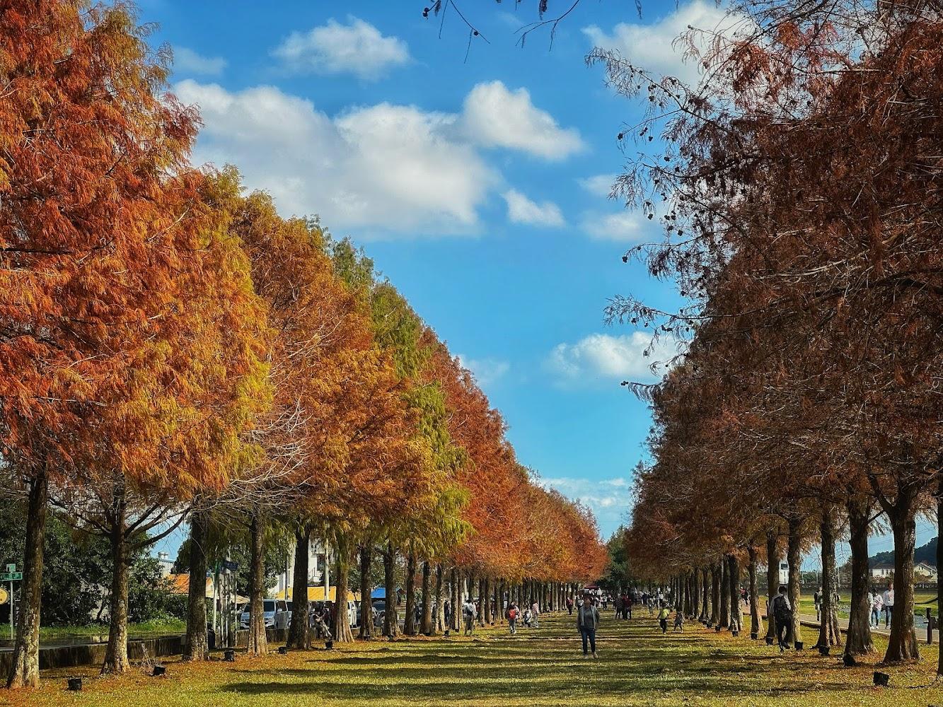 2026宜蘭秋季旅遊提案｜安農溪落羽松染上金黃濾鏡，探訪三星鄉「小歐洲」與南方澳海灣秘境