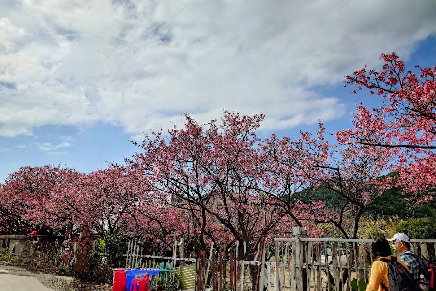 2026陽明山平菁街櫻花巷全攻略：花期預測、避人潮交通與絕美攝影技巧大公開