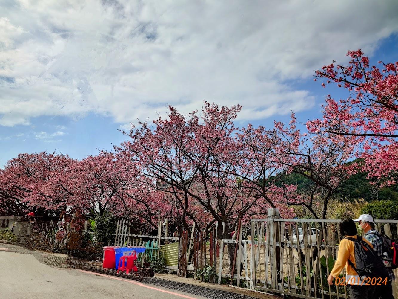 2026平菁街櫻花巷賞櫻攻略：花期預測、交通管制與必拍景點懶人包