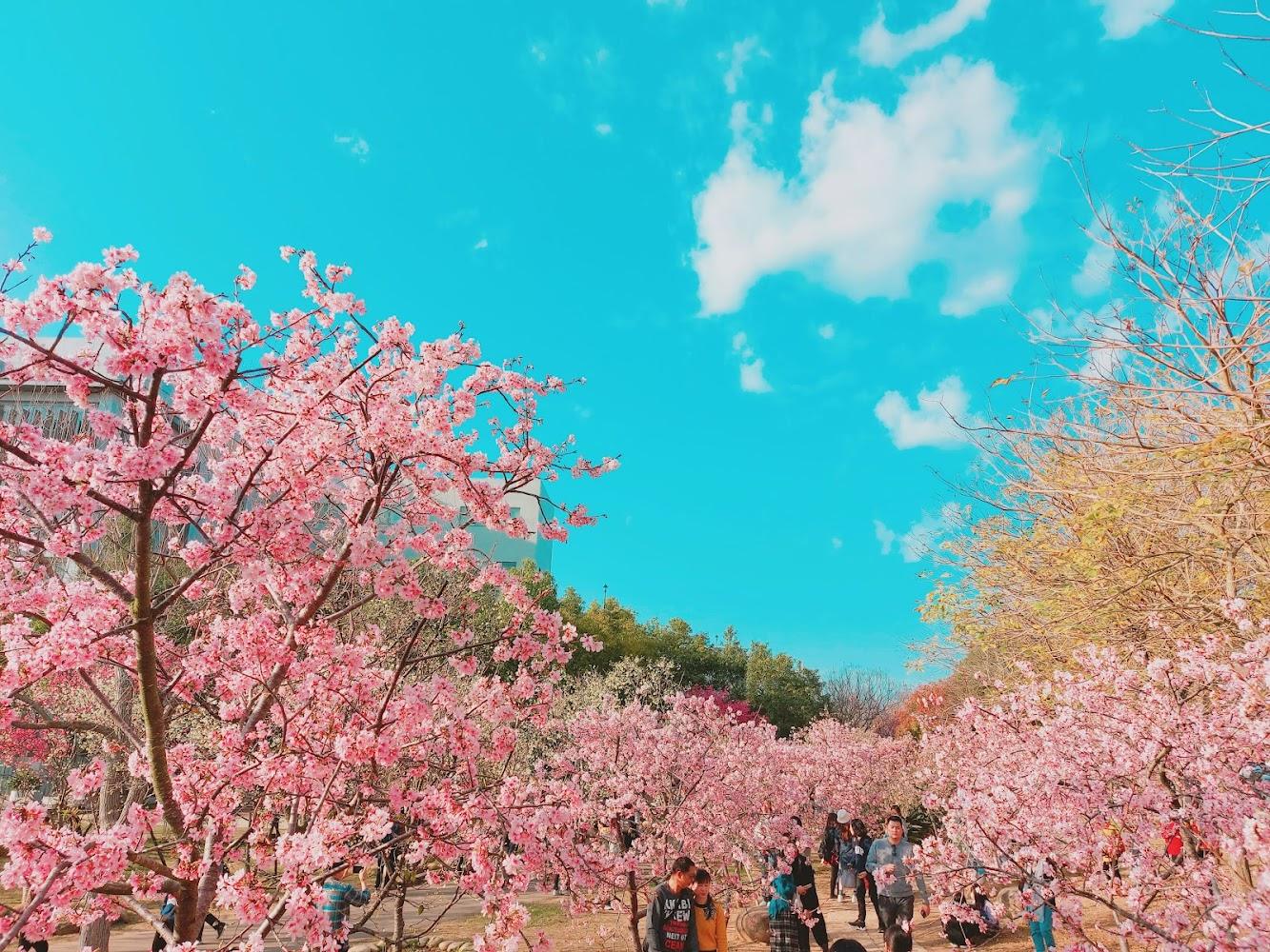 【2026台中賞櫻】中科崴立櫻花公園：免門票！千坪粉紅花海與夢幻八重櫻大道必訪攻略