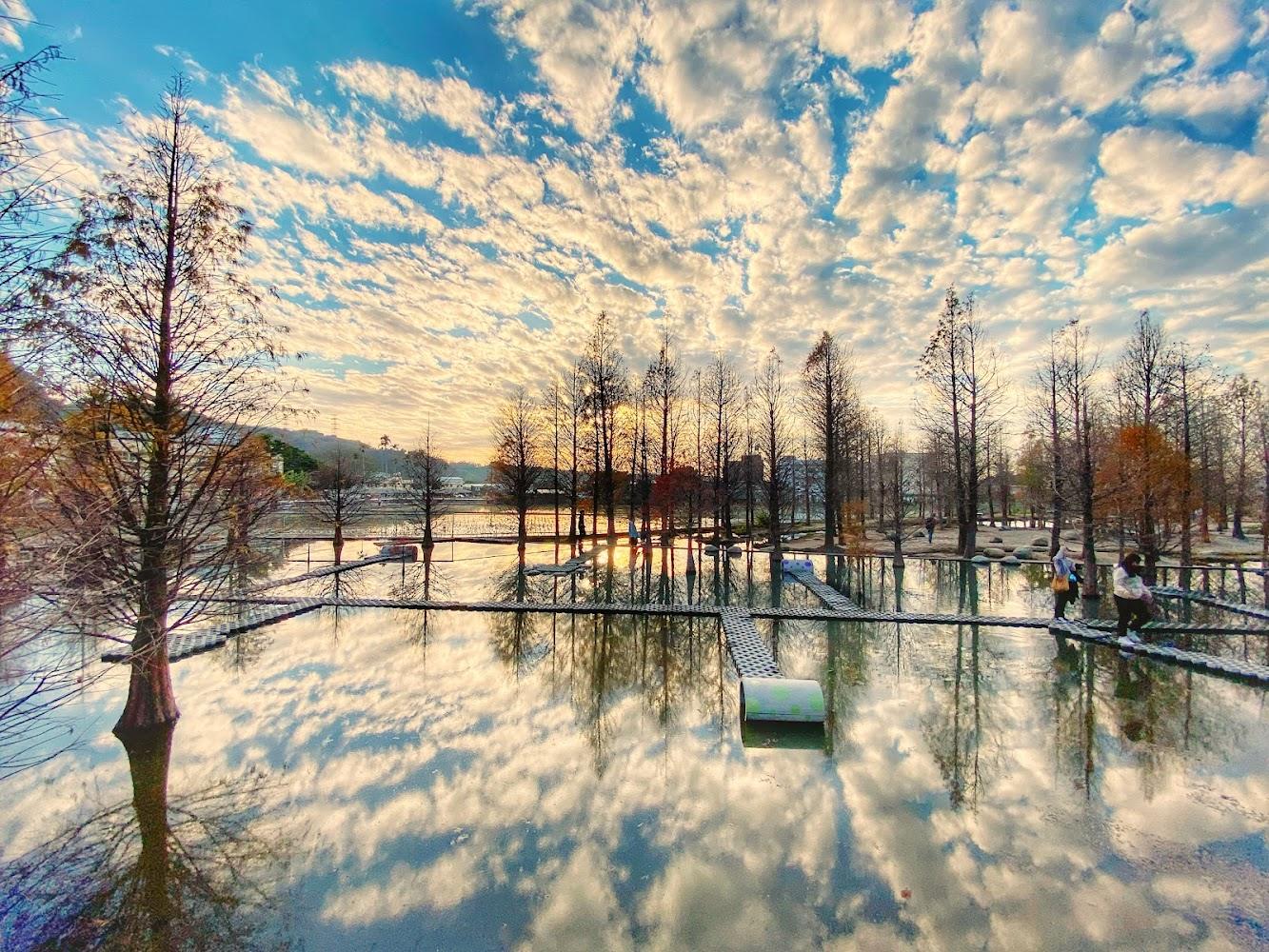 2026台中泰安落羽松絕美登場！漫步金黃森林與夢幻水中倒影，秋冬必訪的攝影秘境