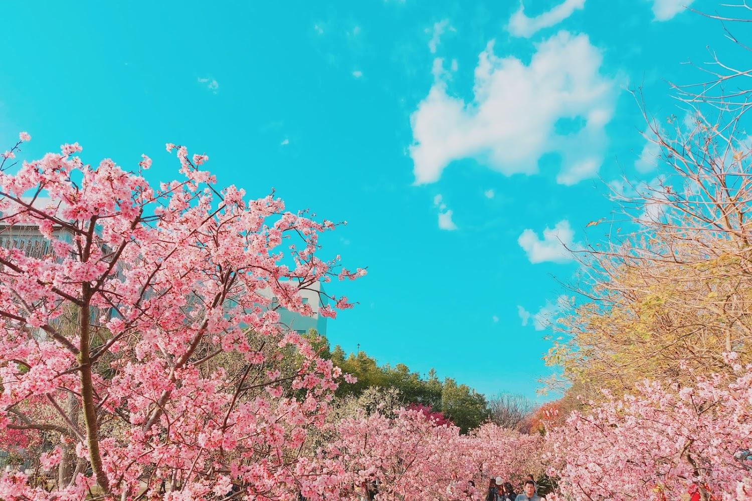 2026櫻花季必訪！中科崴立櫻花公園粉紅風暴來襲，全台6大夢幻賞櫻勝地推薦