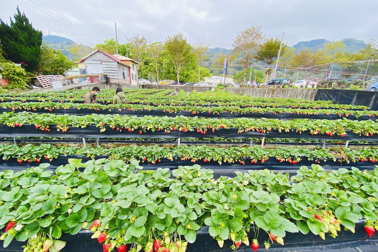 2026冬季必訪！苗栗大湖「悠境草莓園」採果趣，絕美落羽松秘境與酒莊微醺之旅