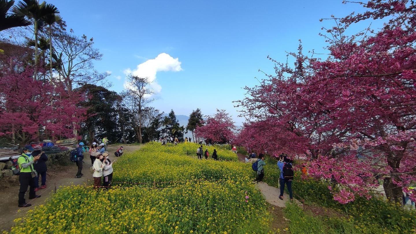 2026南投水里阿本農場櫻花季:漫步粉紅櫻花隧道與波斯菊花海的深山秘境