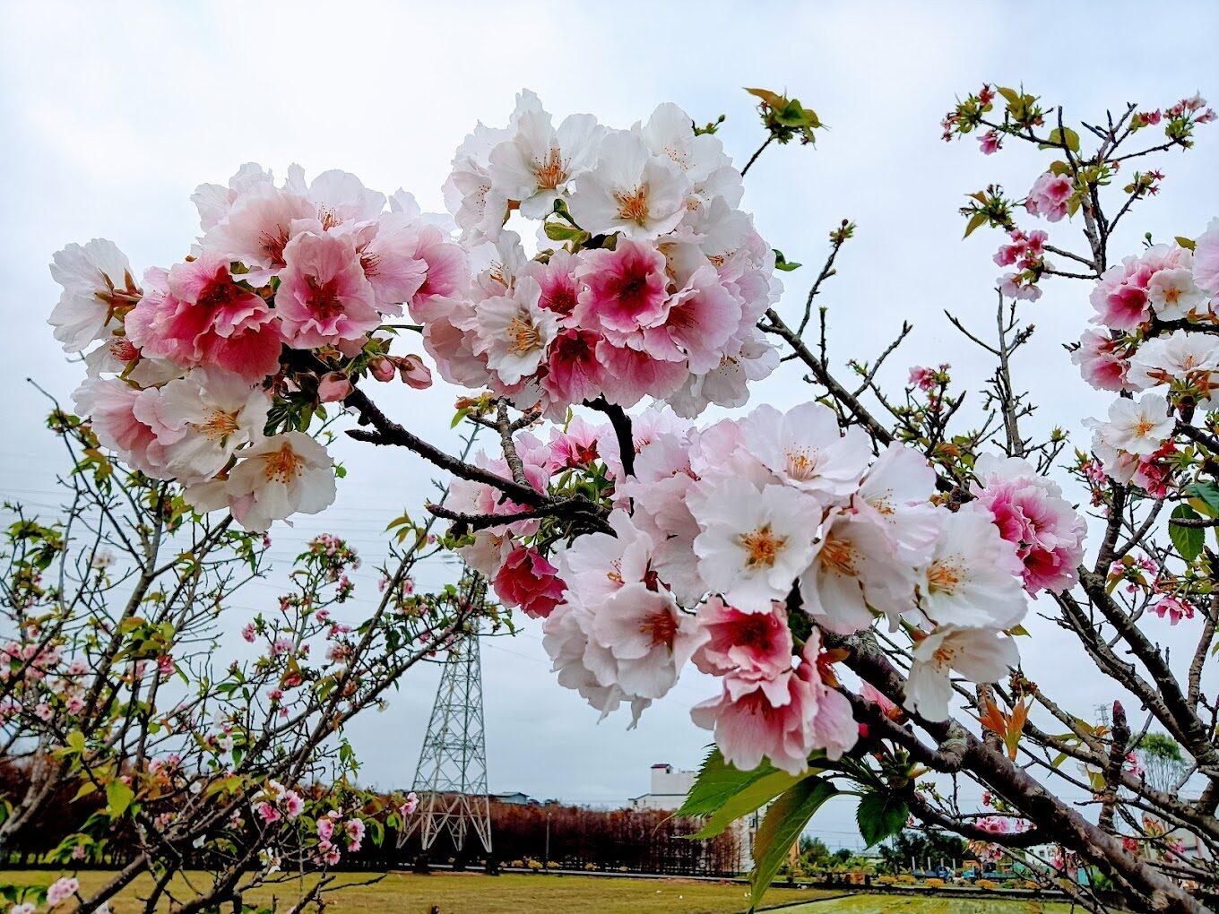 2026宜蘭羅東景點懶人包》漫遊羅莊櫻花粉紅隧道、運動公園落羽松與精選景觀咖啡廳推薦