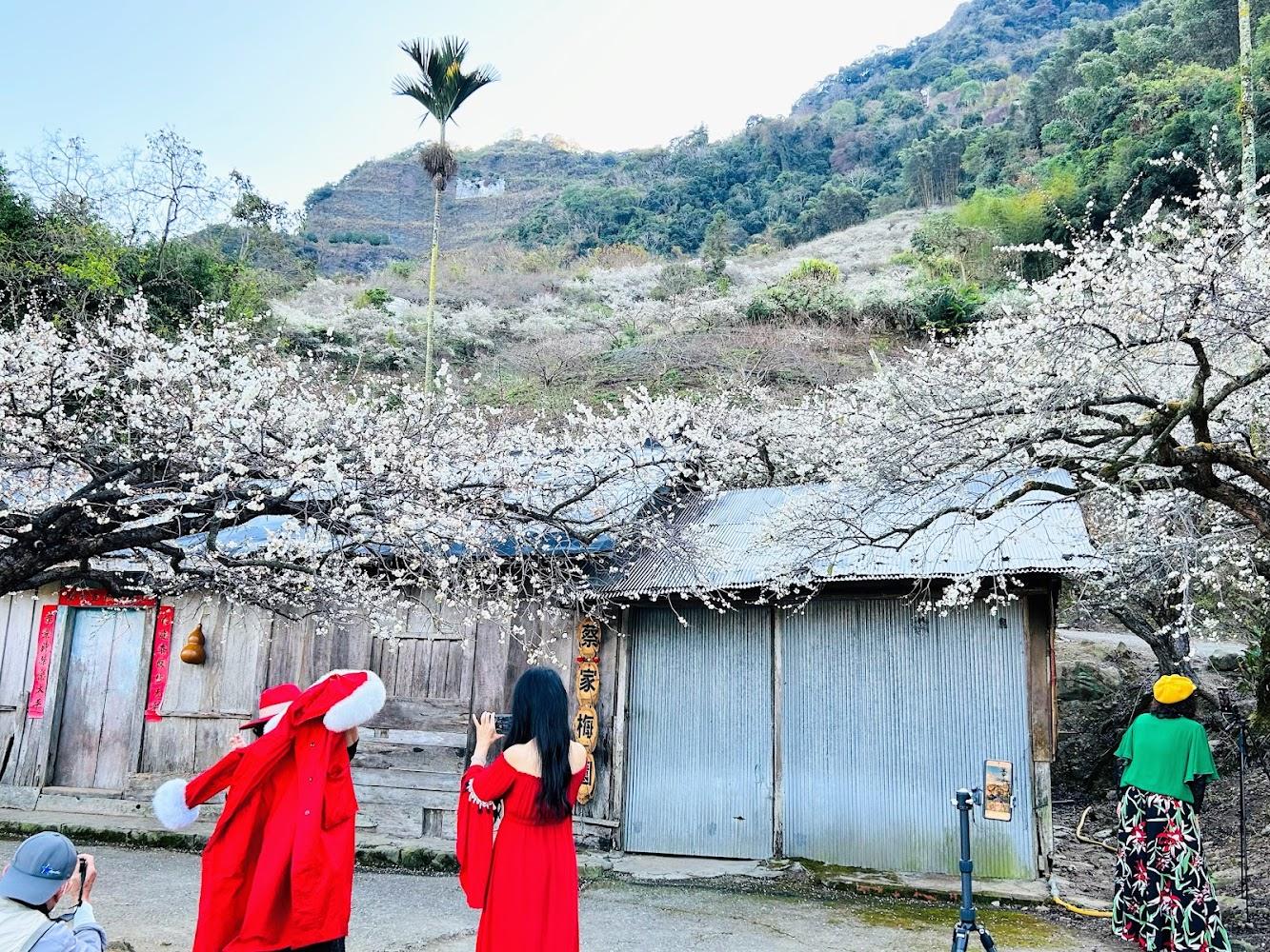 2026全台賞梅攻略》5大絕美白色秘境盤點！古厝梅園、高山花海最佳花期一次看