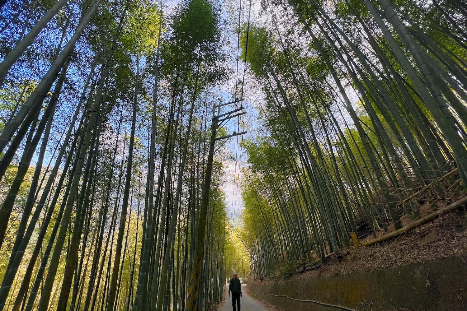 2026南投景點懶人包｜揭秘台版嵐山「竹林秘境」！合歡山雲海、日月潭絕美風光全攻略