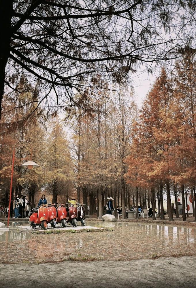 2026全台落羽松最強攻略：18個夢幻秘境、最佳觀賞時間與拍攝指南全收錄