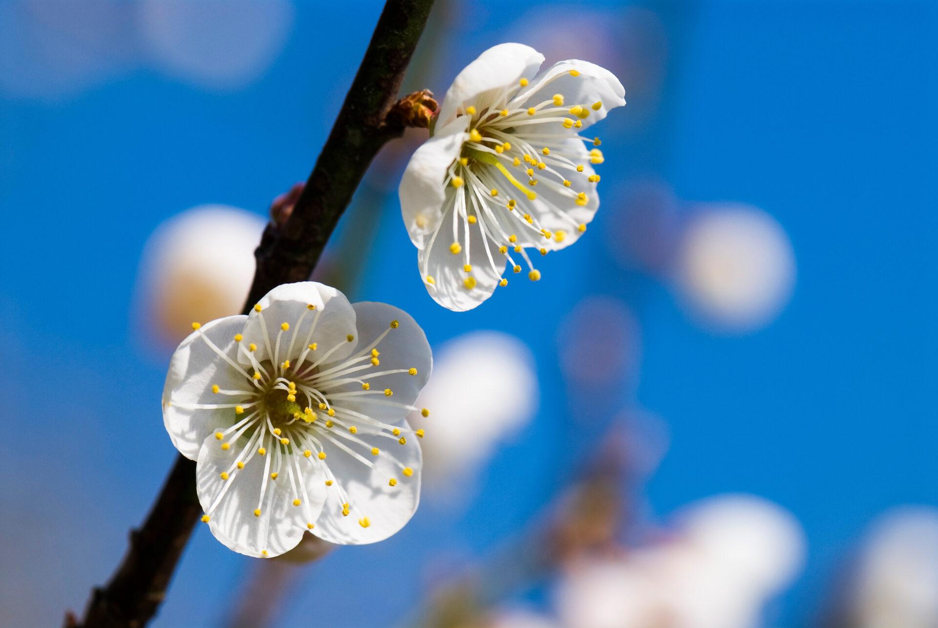 2026賞梅地圖｜浪漫「一月雪」盛開中！全台10大必訪秘境與城市花海總整理