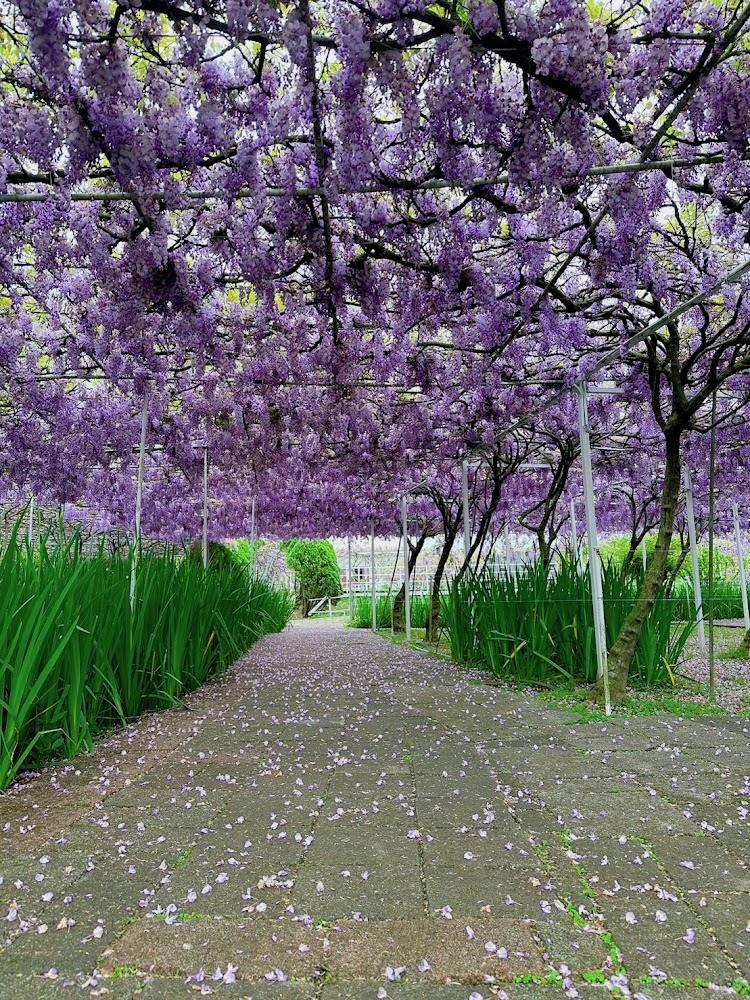 2026紫藤花季必訪！全台絕美紫色瀑布與隱藏版秘境懶人包
