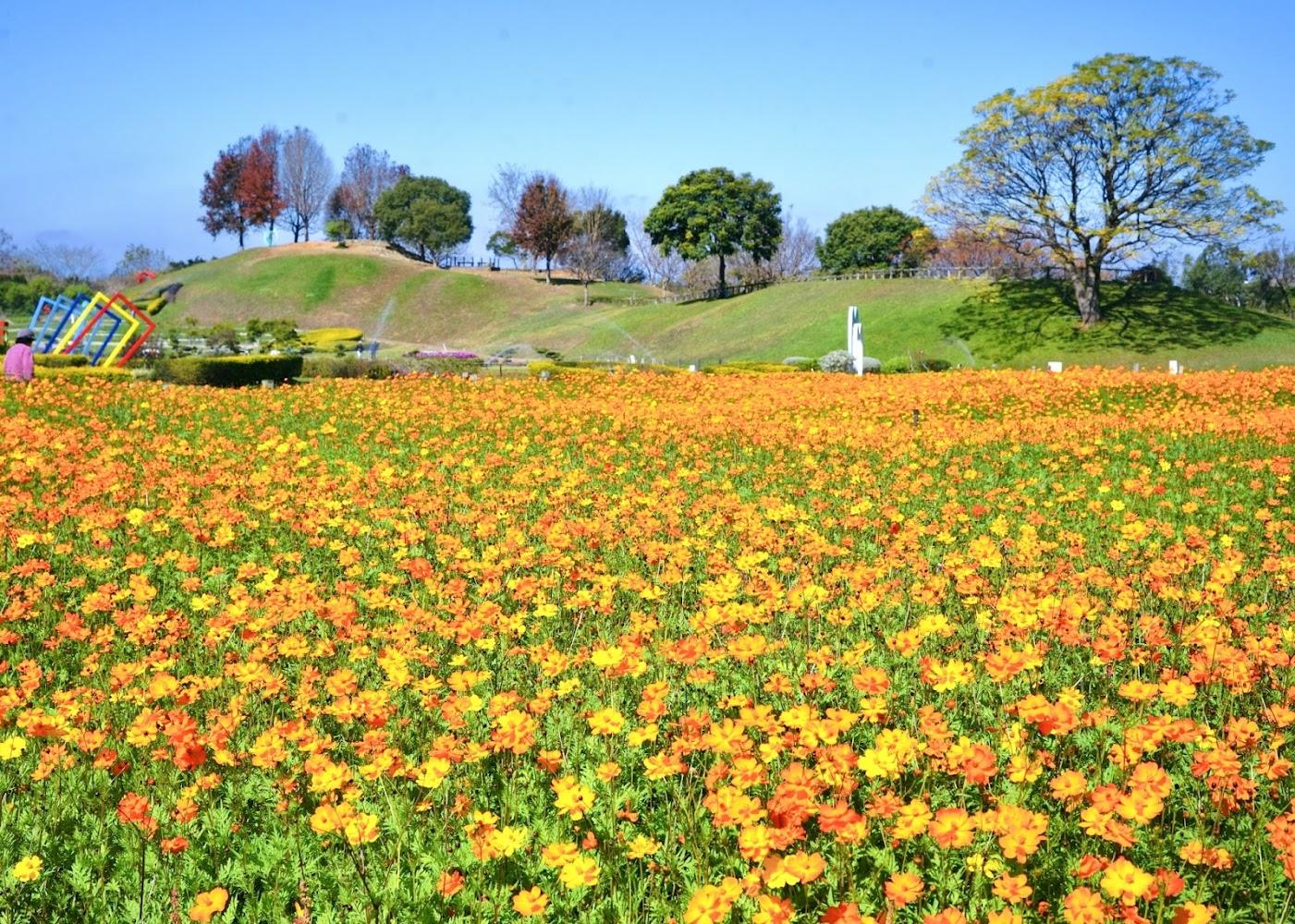 【2026台中景點】后里環保公園：垃圾掩埋場變身夢幻花海！落羽松、景觀土丘一日遊攻略