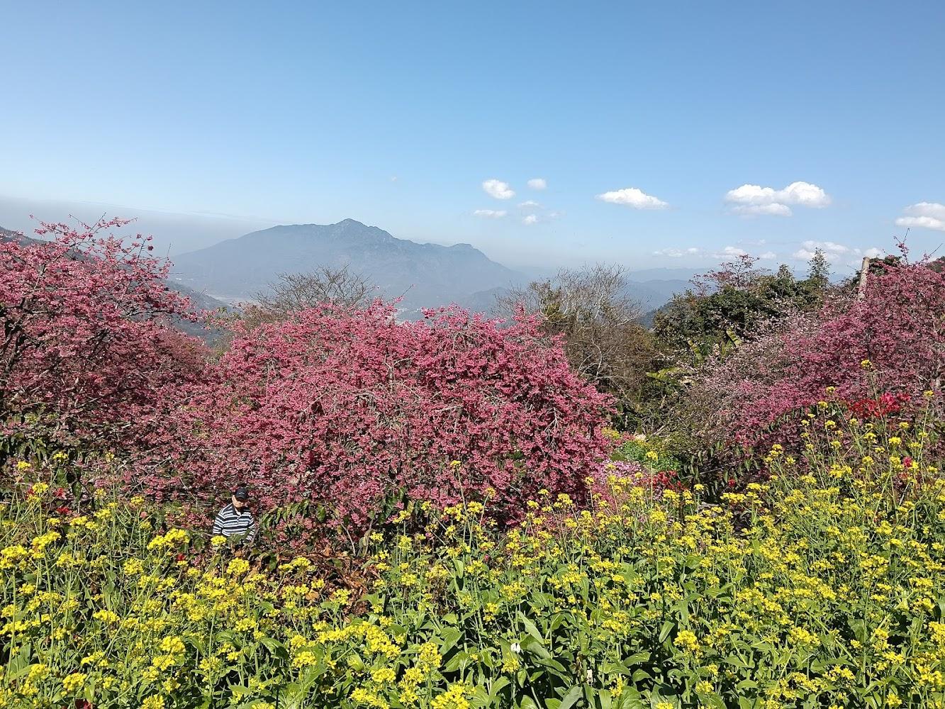 2026南投最強賞櫻祕境：阿本農場粉紅革命，視覺與心靈的雙重療癒之旅