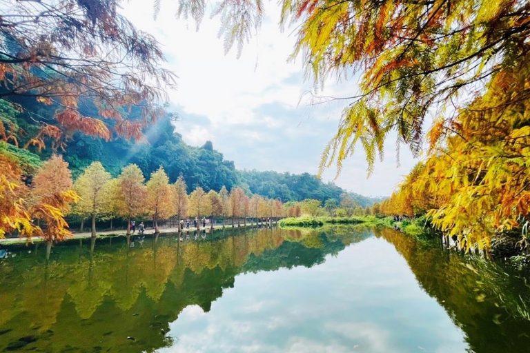 2026大溪月眉人工濕地落羽松紅了！漫步歐風「天空之鏡」感受最美冬日療癒