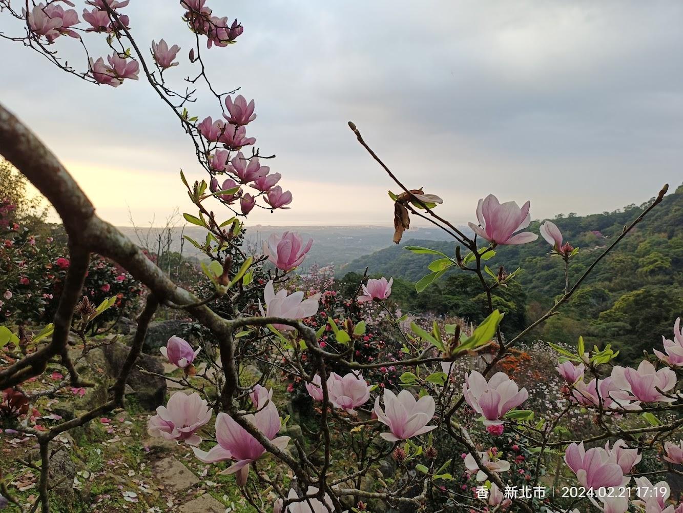 2026台北北部深度旅遊攻略：逃離都會喧囂，走進大安森林公園與陽明山的自然與歷史之旅