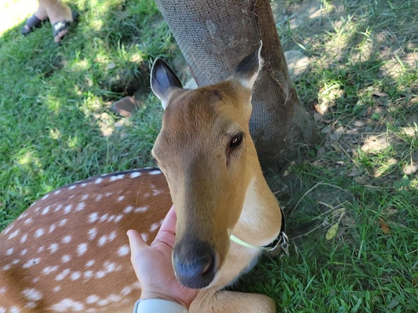 走進台東版小奈良！2026鹿野梅花鹿公園：親子旅遊與療癒小鹿的神奇邂逅