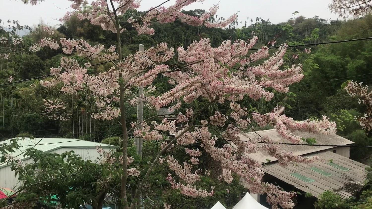 2026全台賞花懶人包：嘉義竹崎花旗木秘境攻略，避開人潮享受浪漫粉紅花雨