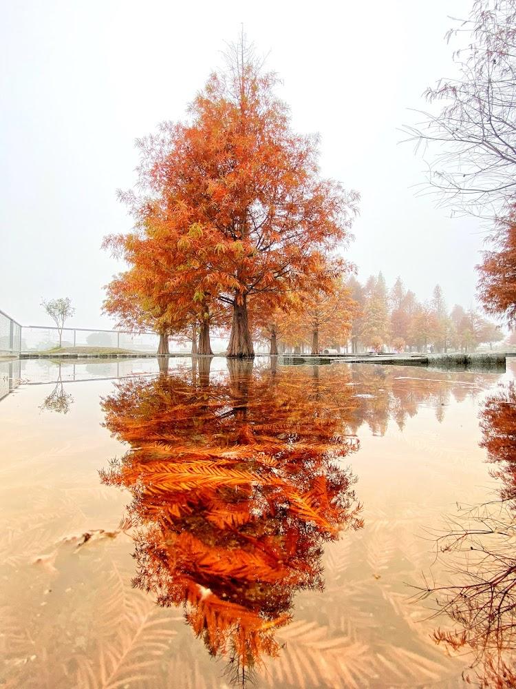 2026冬日限定！泰安羽粼落羽松夢幻登場，全台6大絕美金紅森林一次看