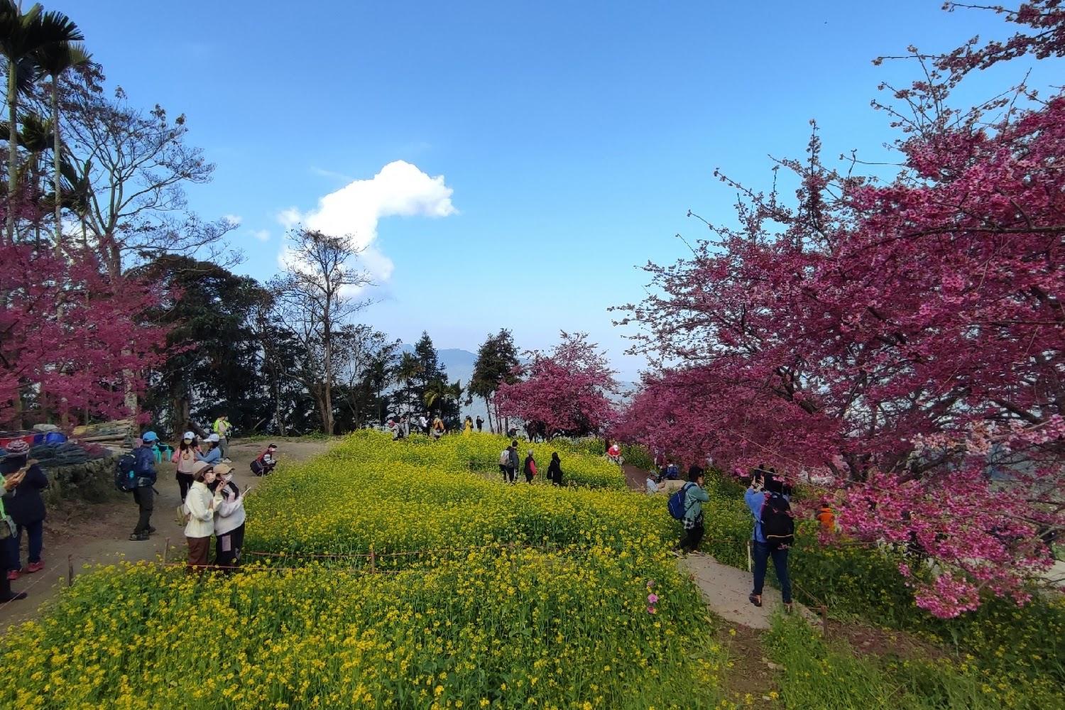 2026療癒系秘境！南投水里「阿本農場」櫻花海盛開，走進粉紅仙境感受農村慢生活