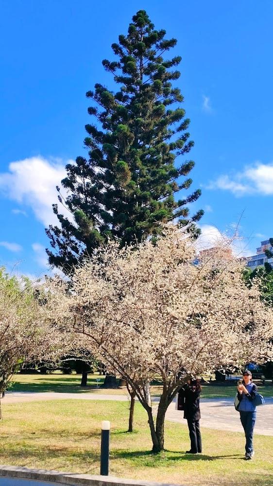 【2026台北賞櫻】榮星花園夢幻粉紅隧道！捷運直達的城市綠寶石，賞花、螢火蟲與親子野餐攻略