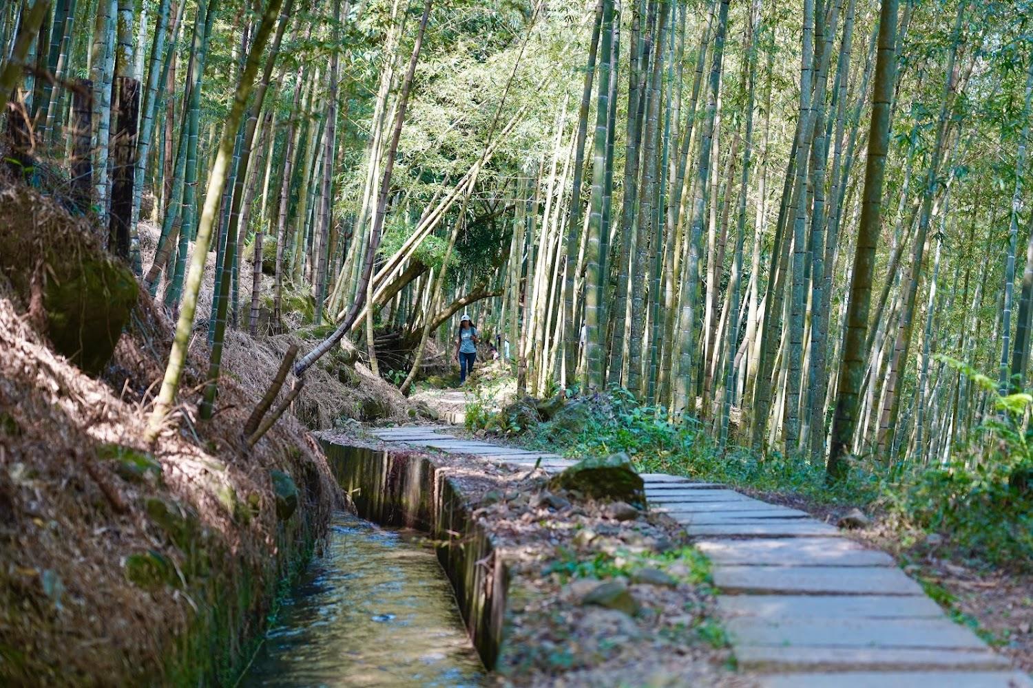 2026南投景點懶人包｜走訪孟宗竹林古戰場、合歡山雲海，盤點5大必去秘境