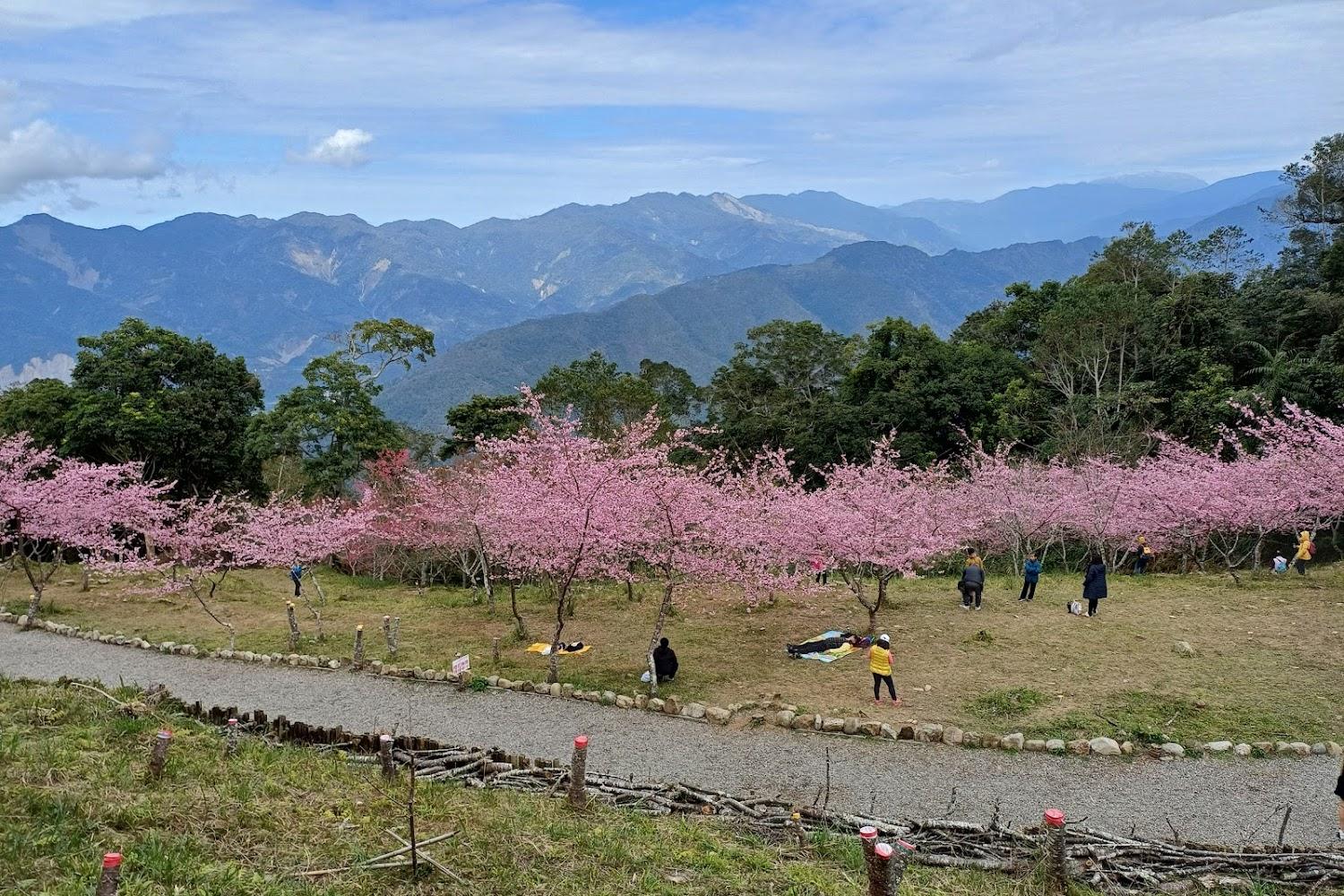 【2026高雄賞櫻】寶山二集團櫻花公園粉紅花海大爆發！5000株櫻花交織雲霧仙境，必吃原民美食與交通攻略