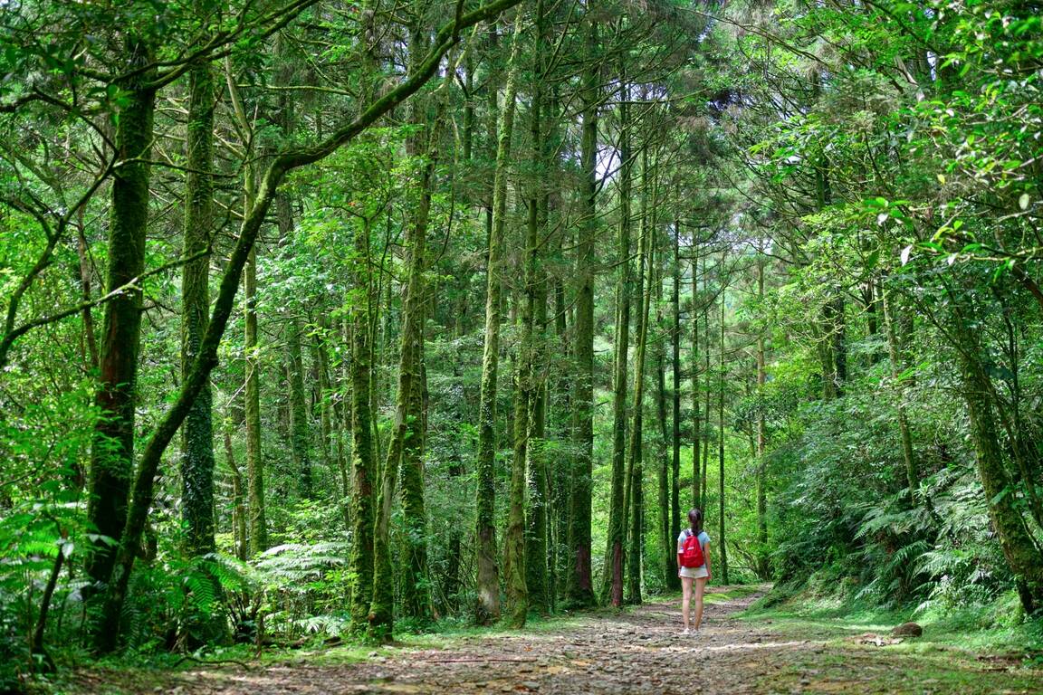 坪溪古道的柳杉林交織成絕美的綠色廊道，空氣中滿是芬多精。