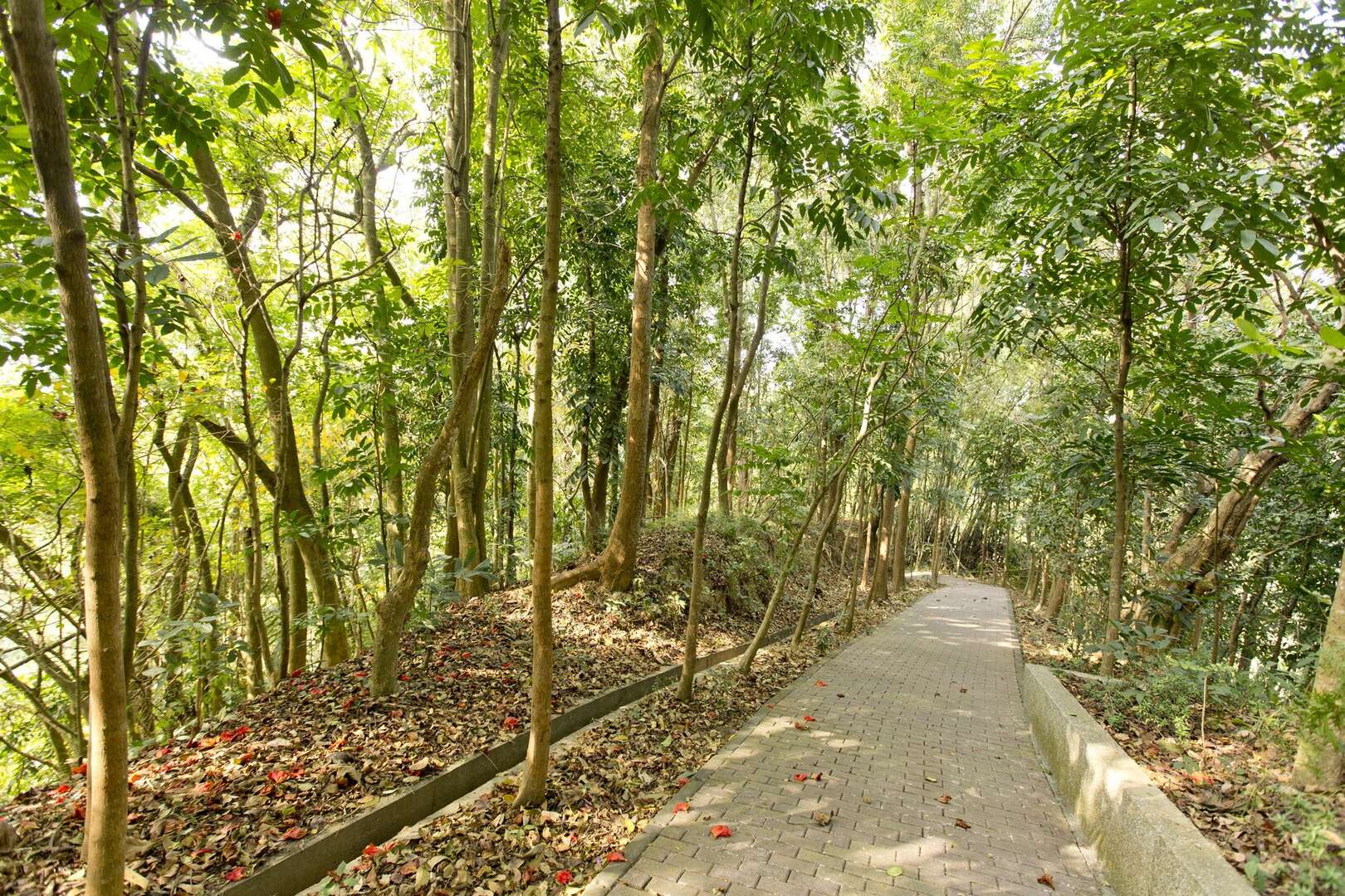 傍晚走進台南龍崎虎形山公園,在望龍吊橋上等空山祭燈光慢慢亮起
