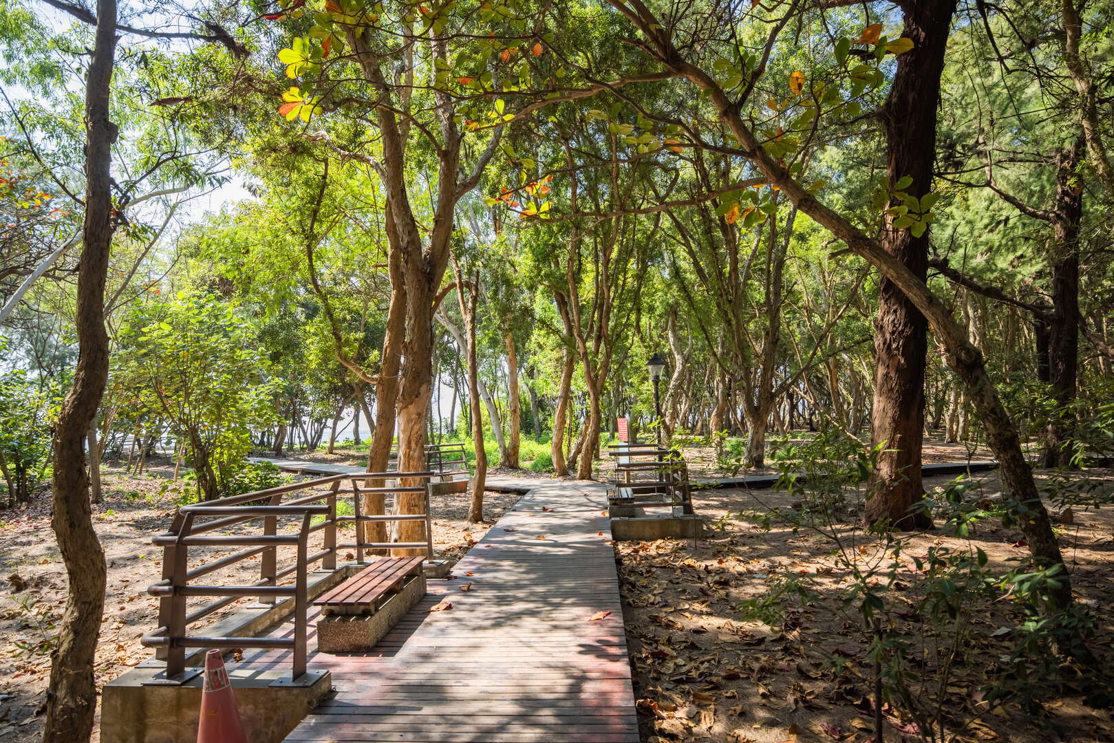 進入漁光島前穿過茂密的木麻黃林，感受陽光灑落的森林氣息