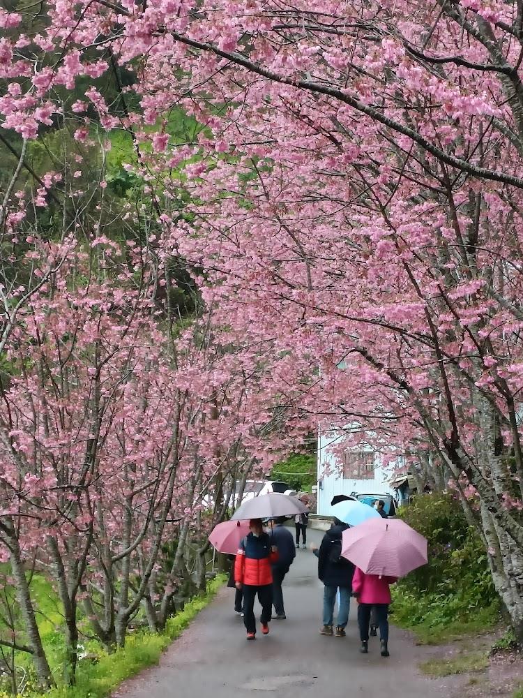 中巴陵櫻木花道美景