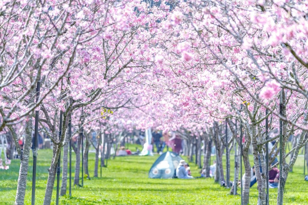 櫻花盛開時，整個園區被粉紅花海包圍，吸引大批賞花人潮。