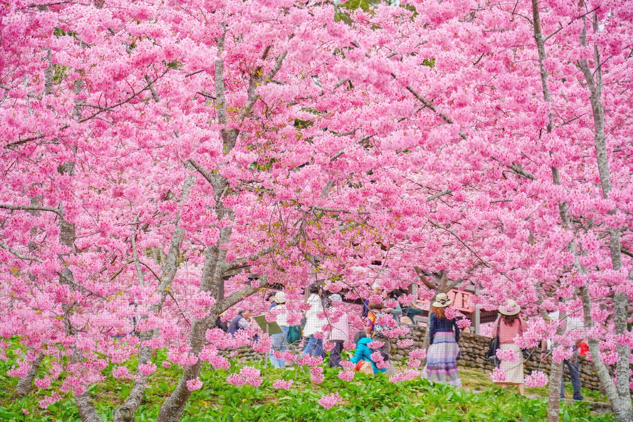 當春霧在福壽山農場千櫻園升起，我沿著高山花期慢慢走進滿山櫻色