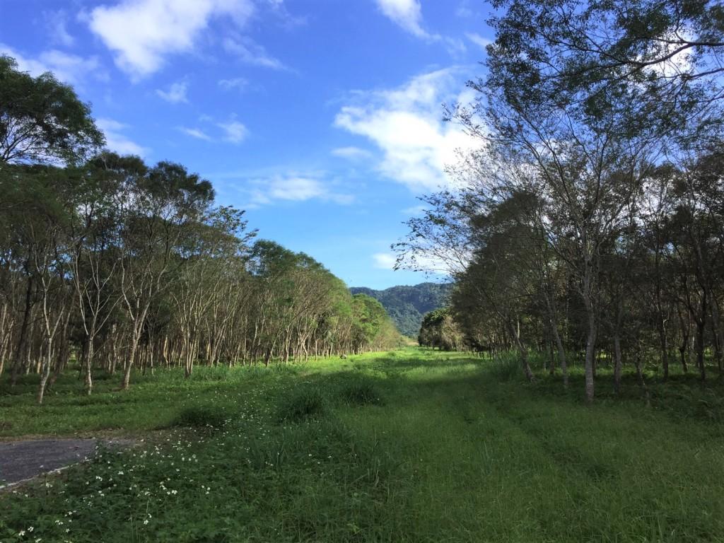 選一個晴朗早晨走進花蓮大農大富平地森林園區，讓風聲陪你穿越整片綠意