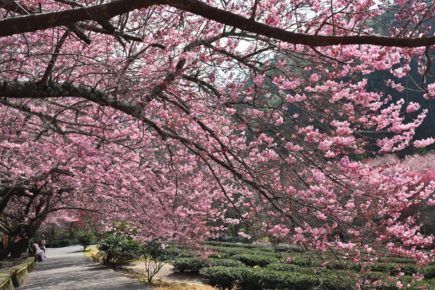 趁著武陵農場櫻花季花開正盛，往台中和平高山出發追一片粉色山景