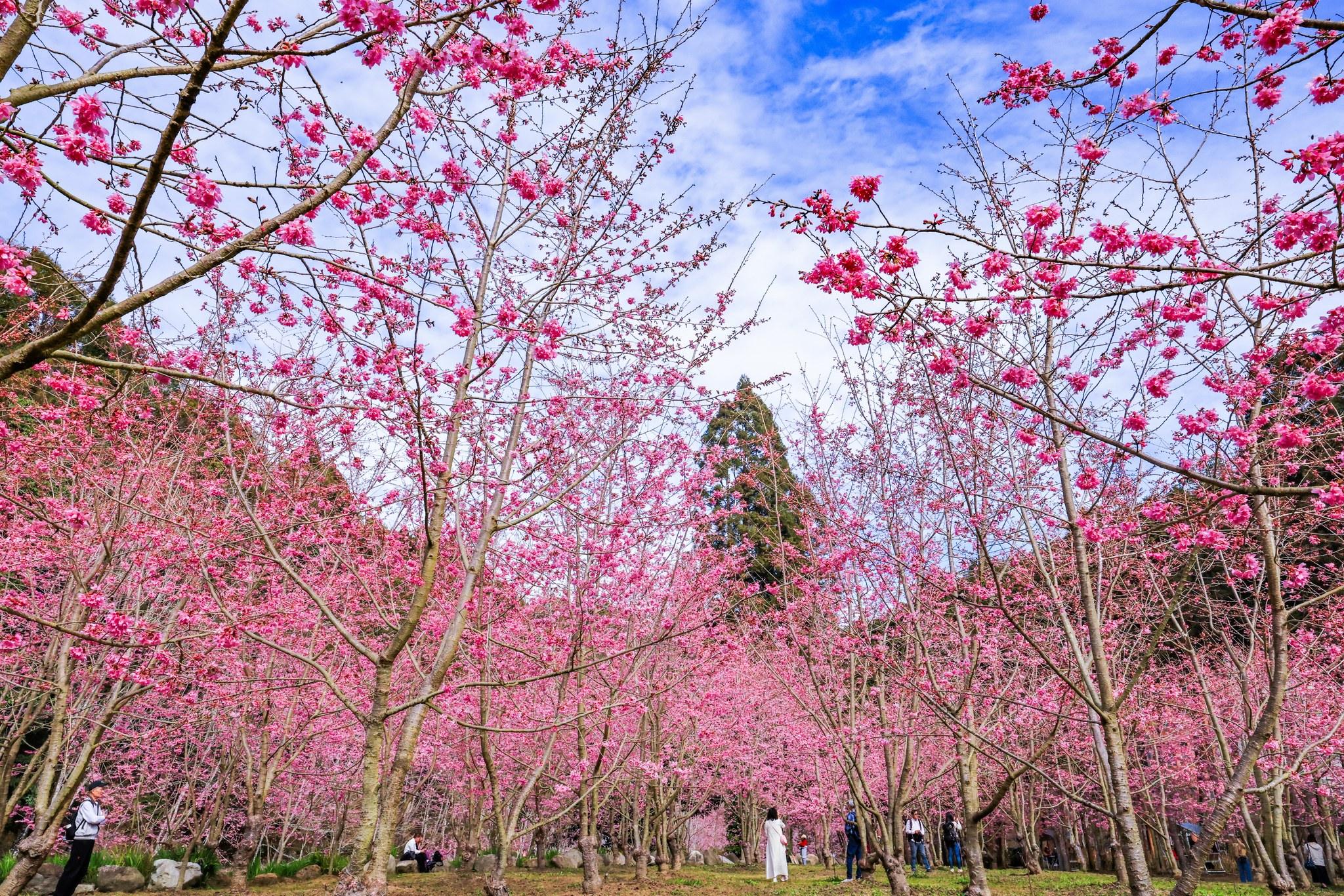 這個春天上南投杉林溪森林生態渡假園區,踩著花徑聽瀑布聲迎接微涼晨光
