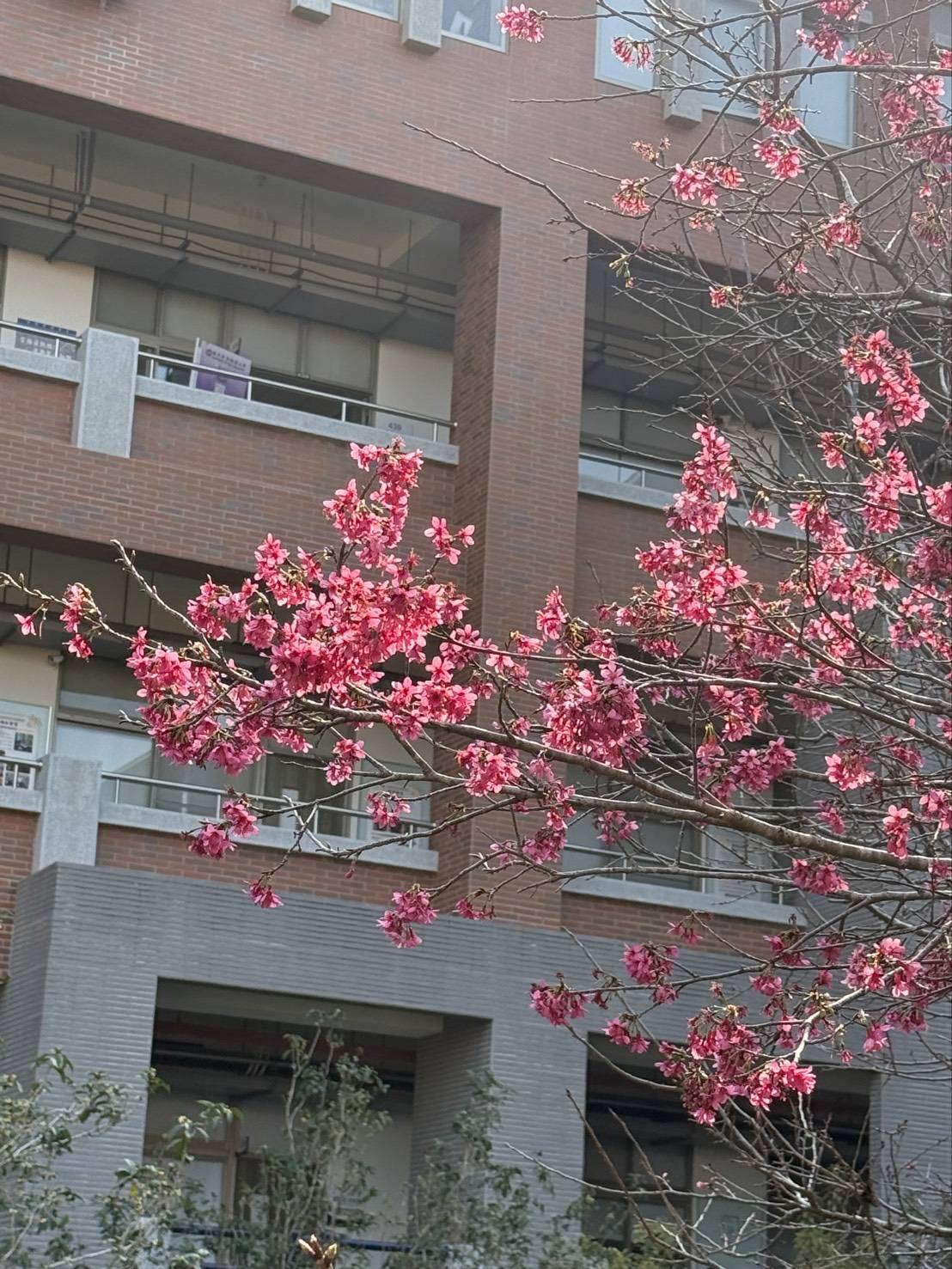 粉色櫻花綴滿山徑