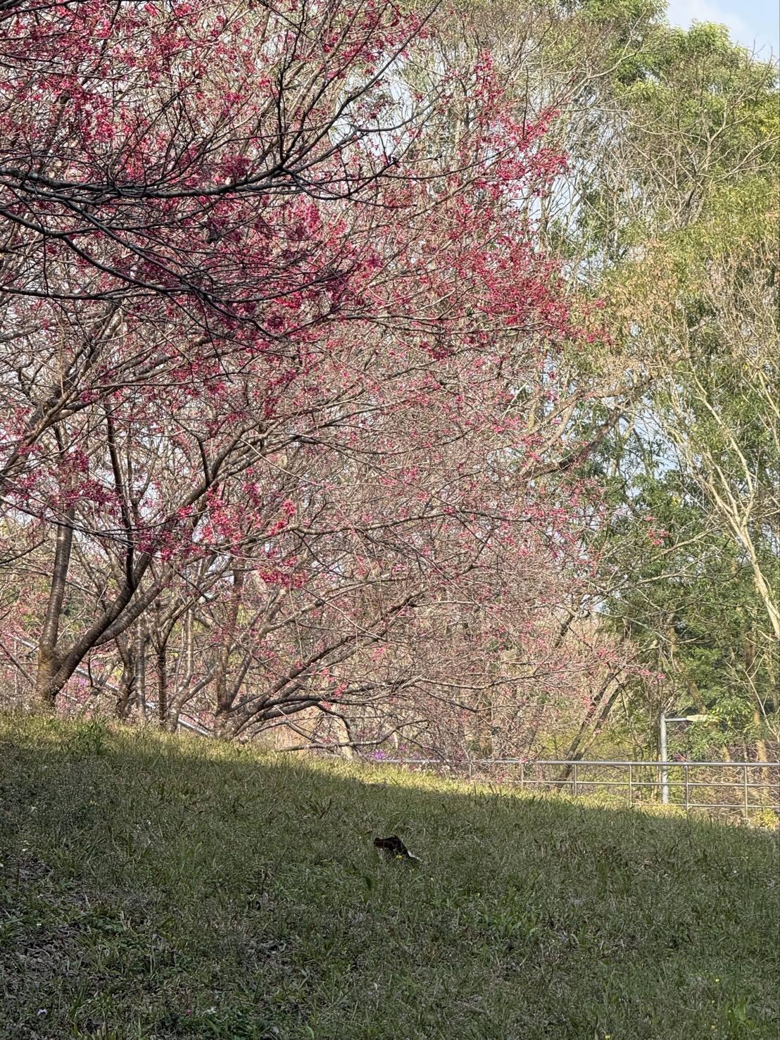 浪漫櫻花下的春季旅行