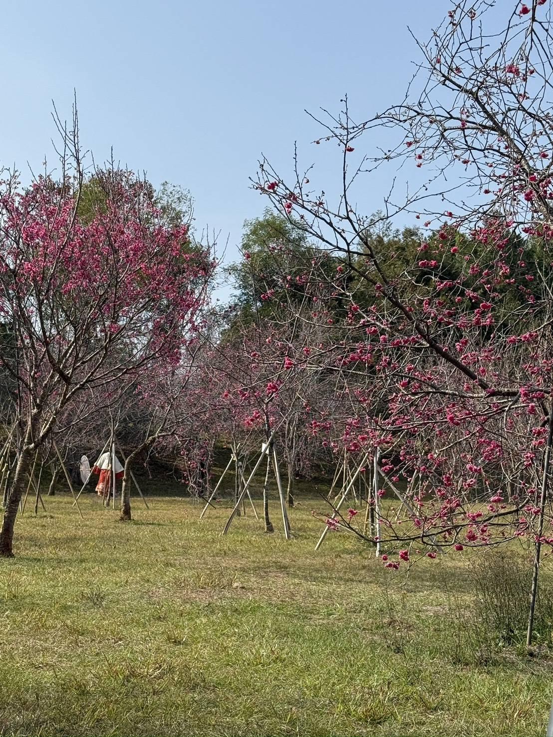 日月潭櫻花季花海景觀
