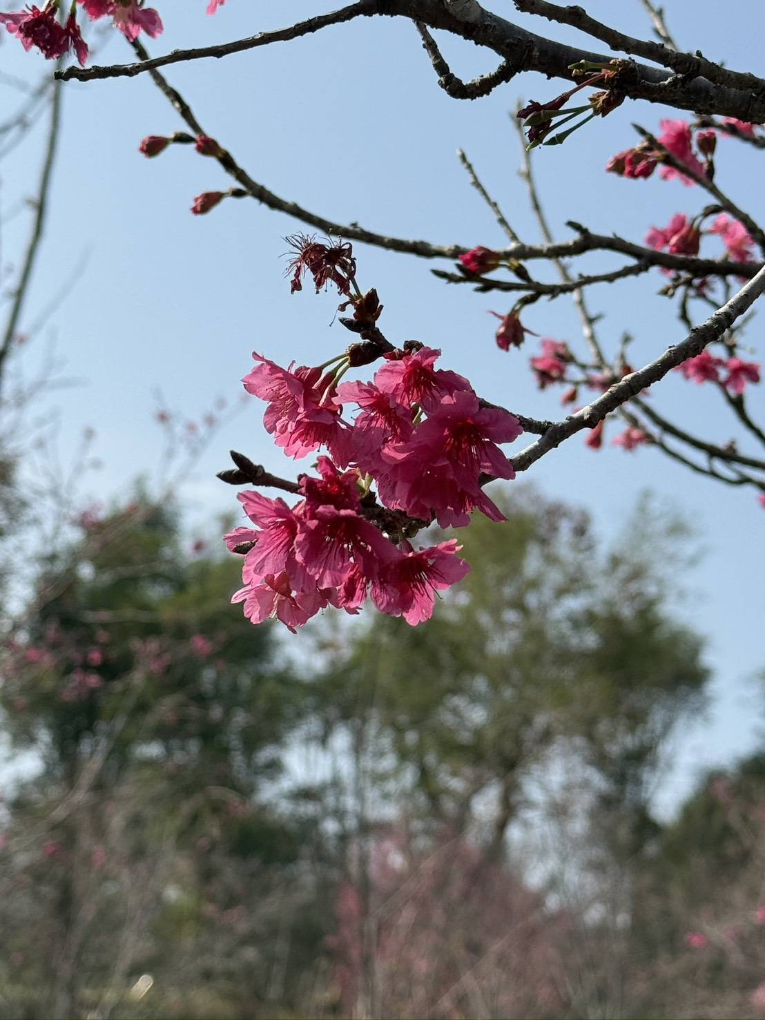 九族文化村櫻花盛開