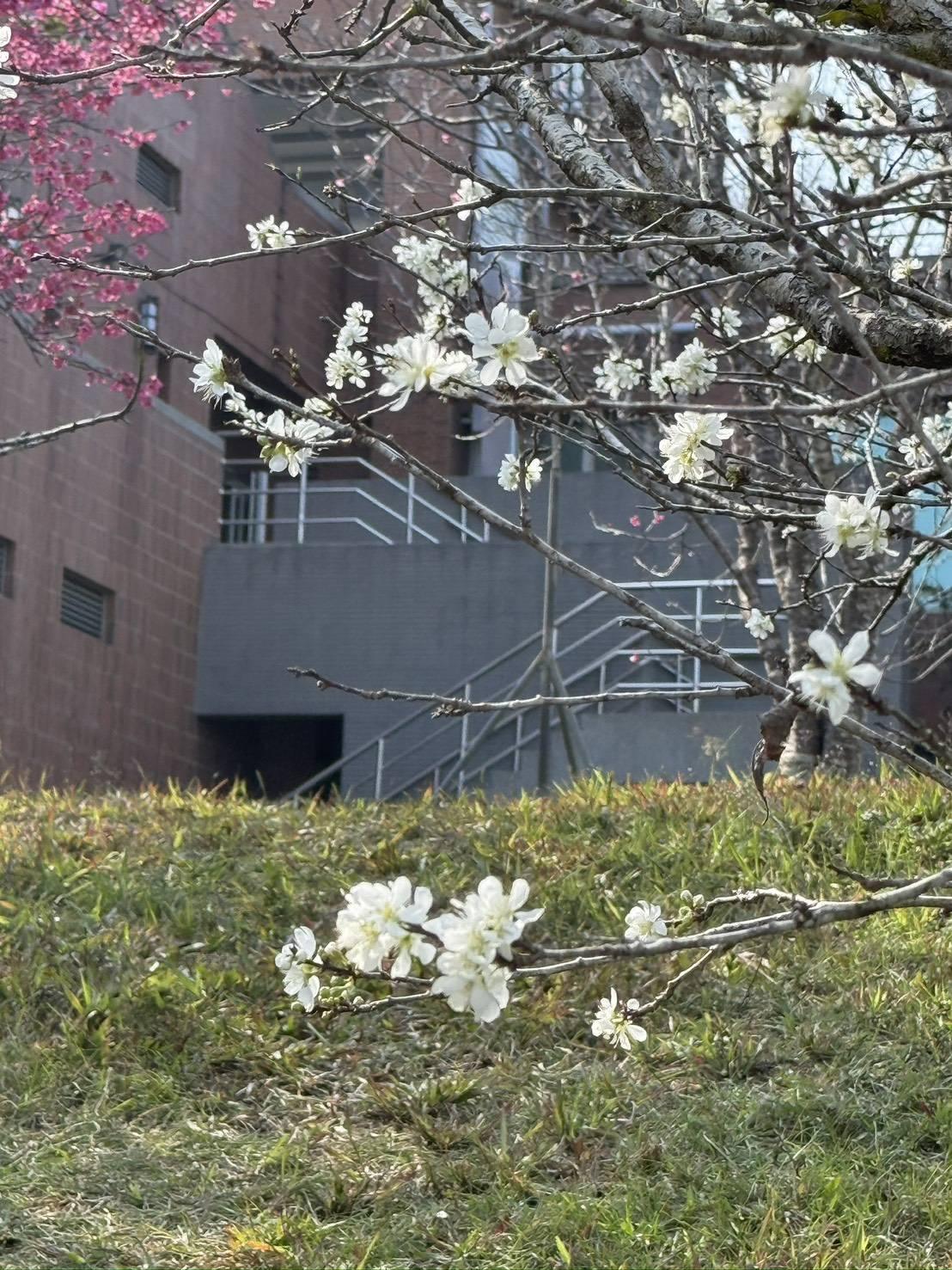 日月潭櫻花季 滿開實景