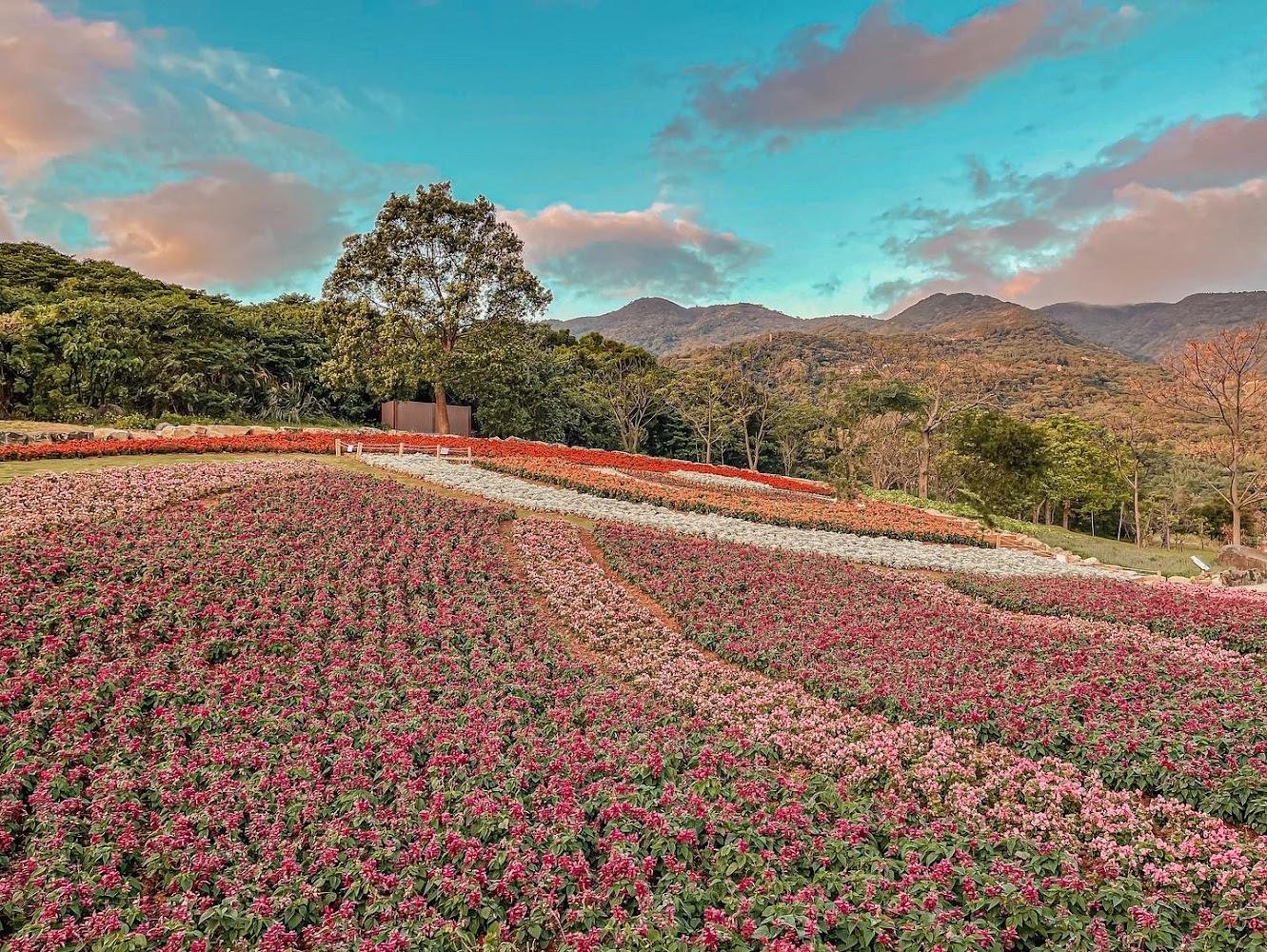 北投社三層崎公園壯麗花海