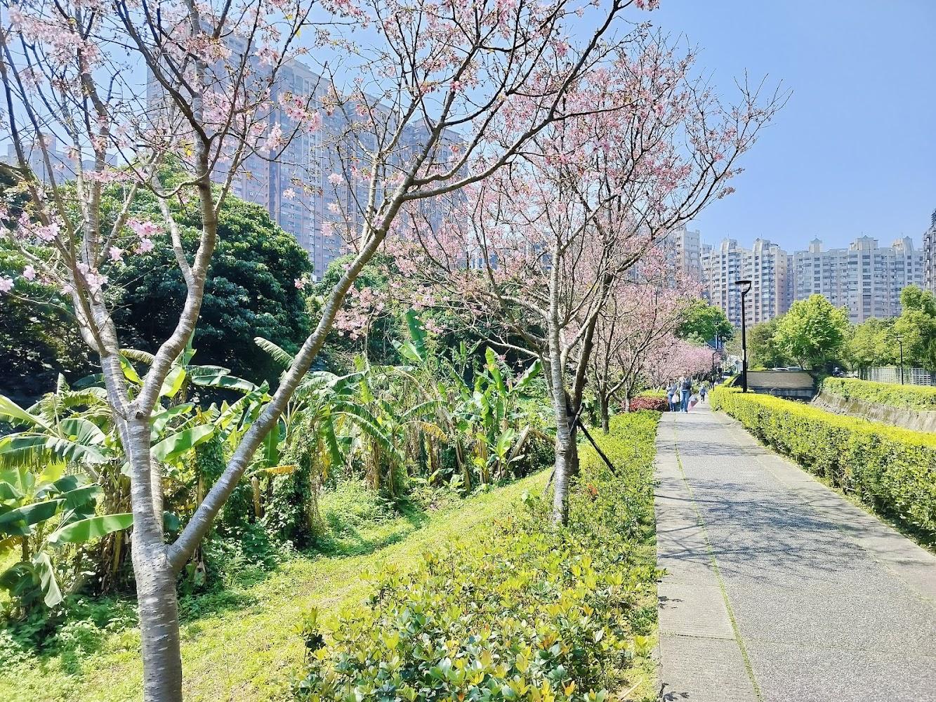 北投子溪步道櫻花盛開