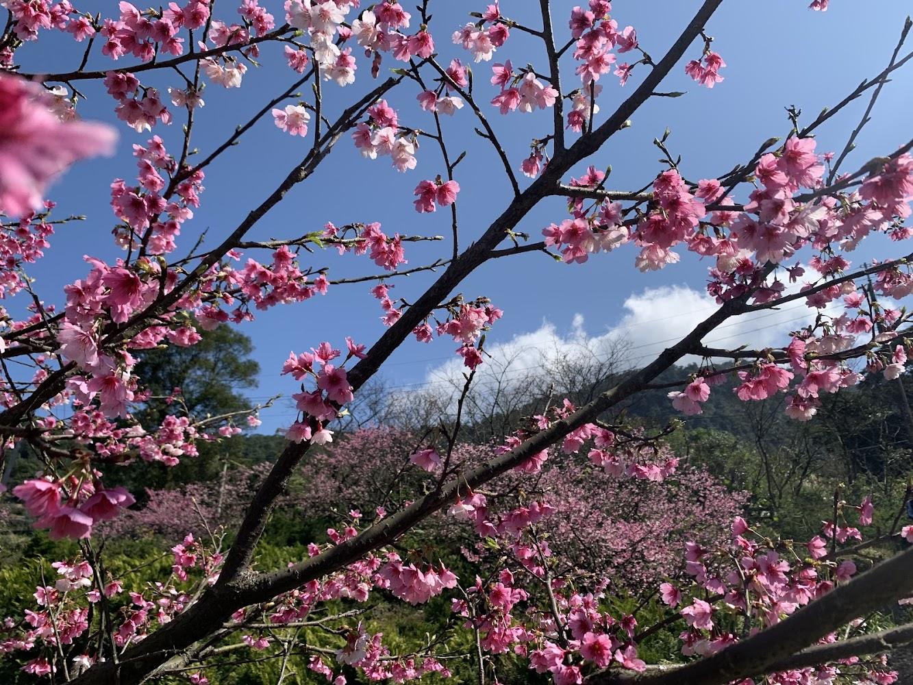 吉野櫻園與木蓮花