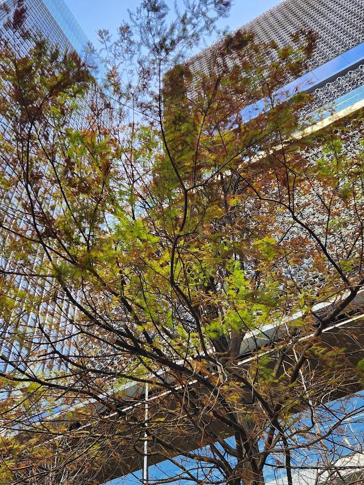 南山落羽松夜景