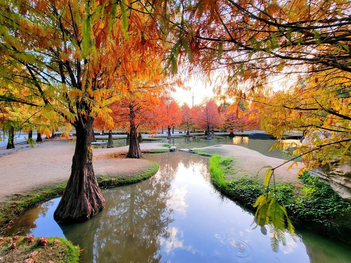 青埔落羽松秘境