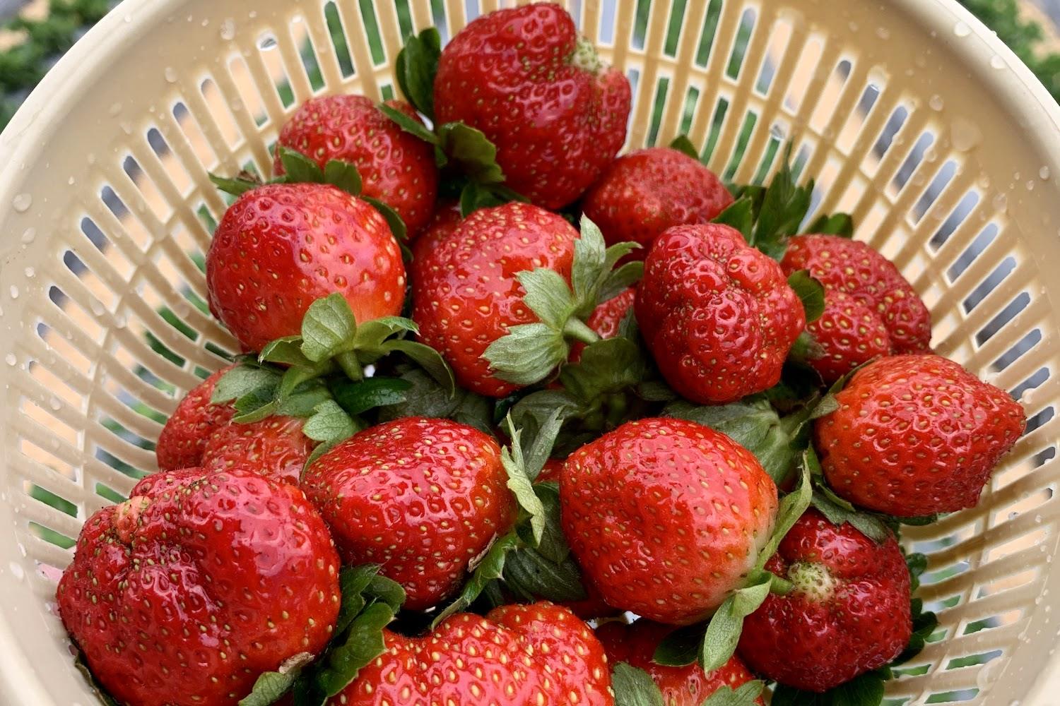 大湖草莓果園美景