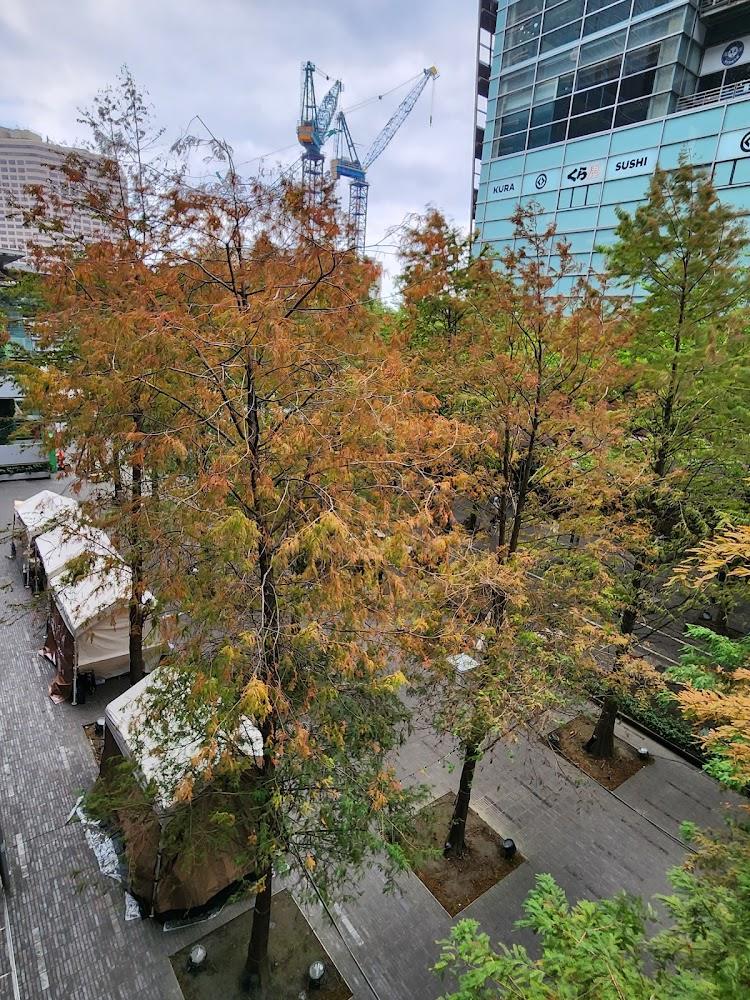 南山落羽松-信義區