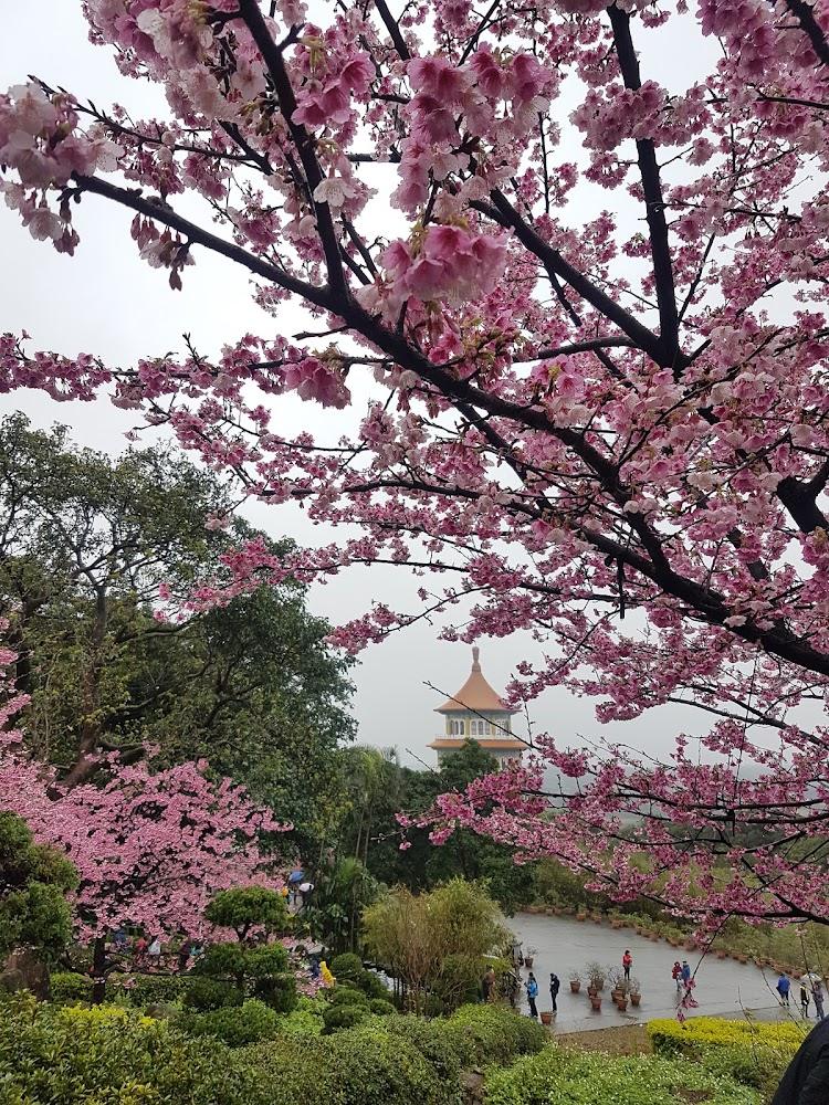 無極天元宮地標建築與櫻花